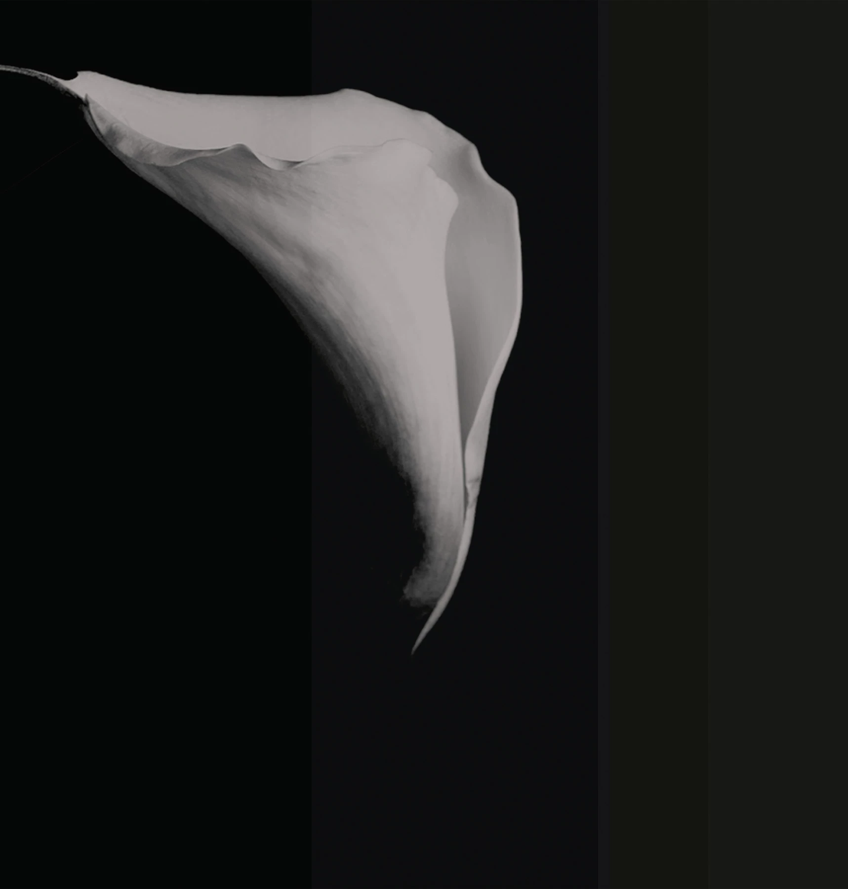 Calla behang