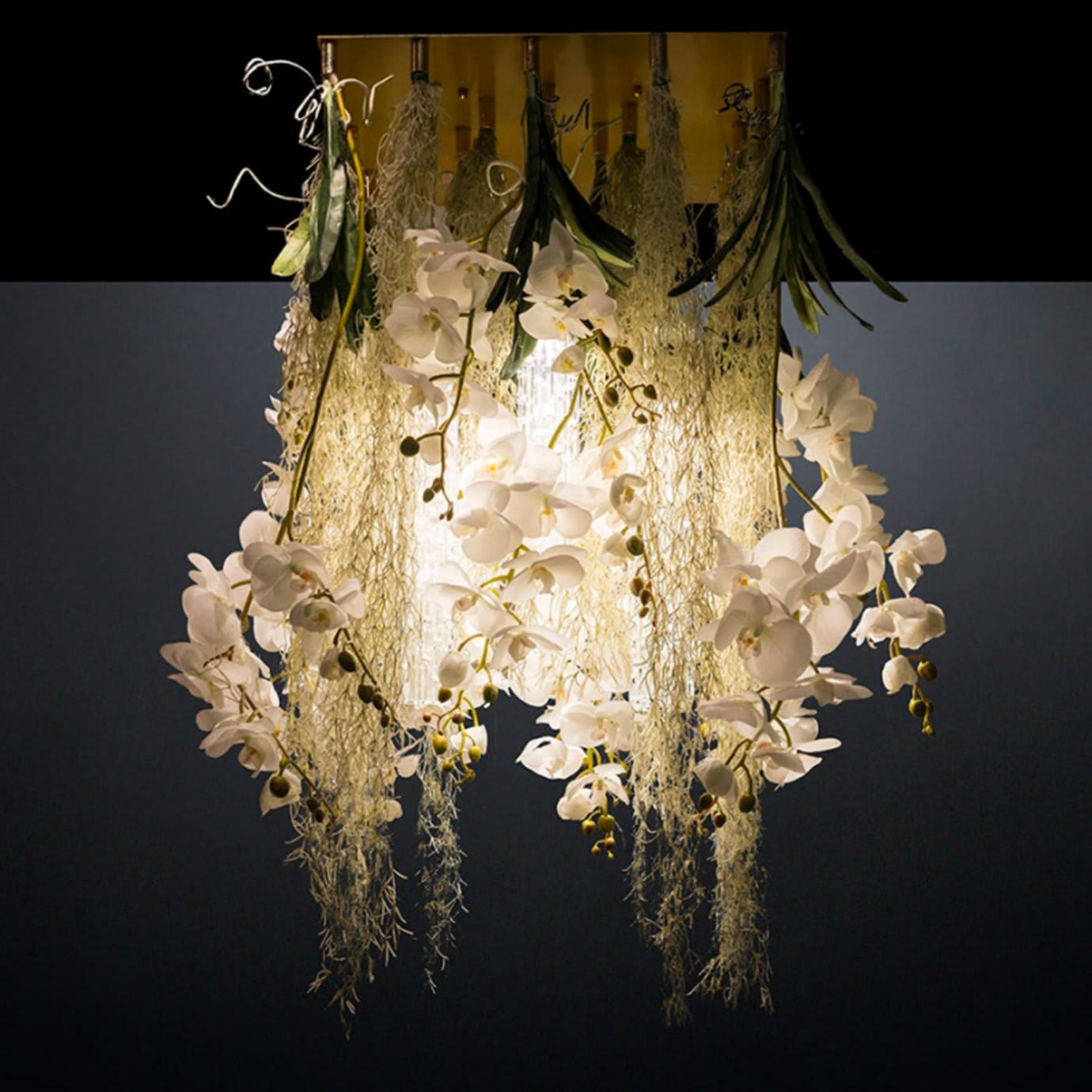 Phalaenopsis kroonluchter