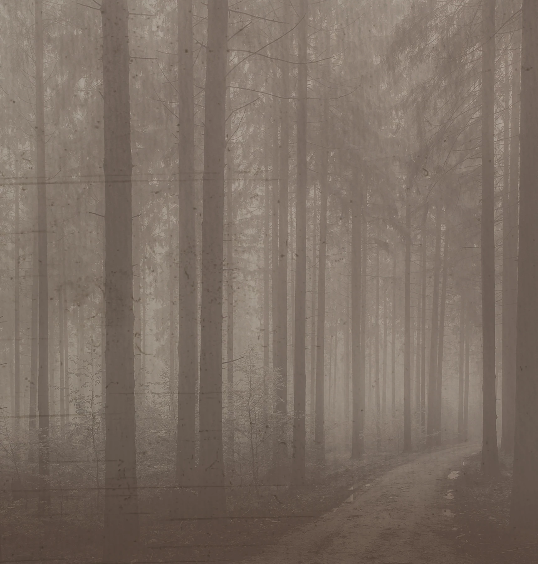 Night Forest behang