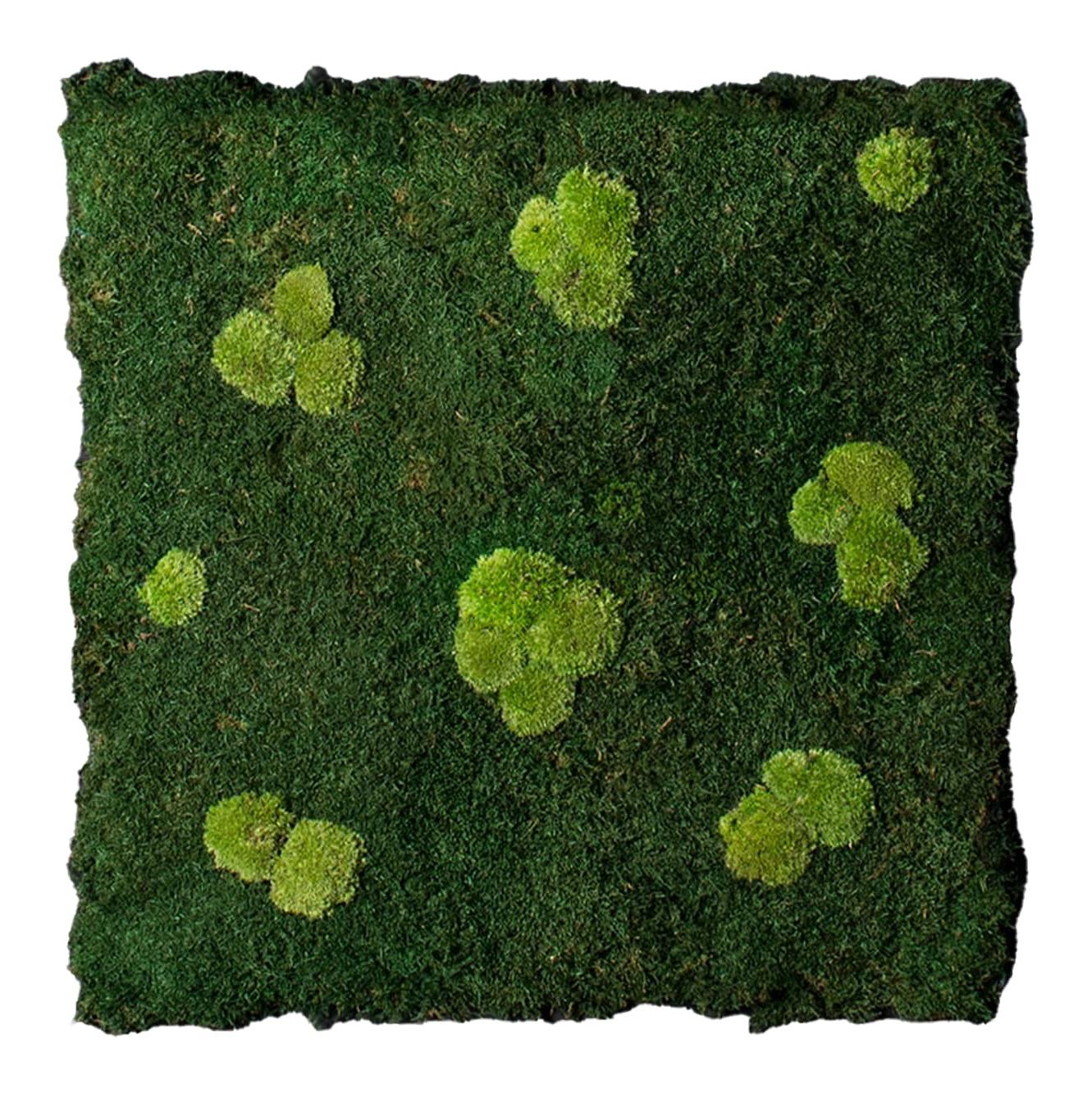 Flatmoss & Polemoss wandcompositie