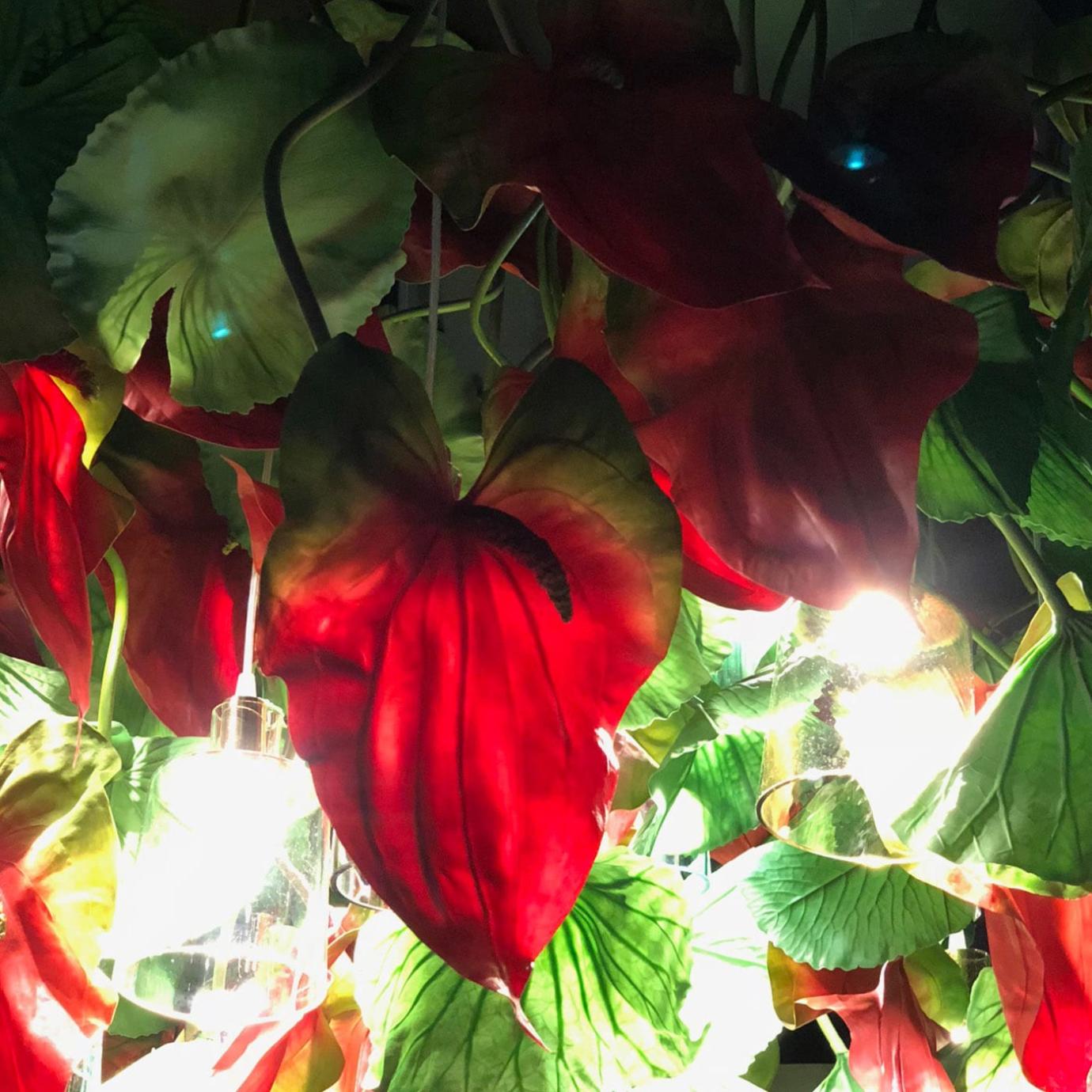 Anthurium kroonluchter