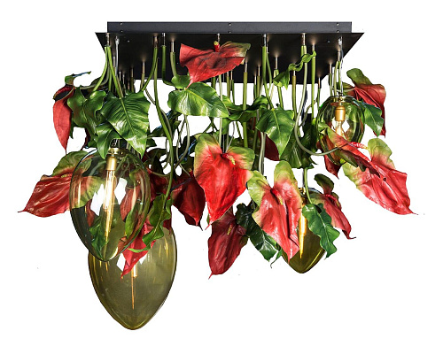 Anthurium donkere kroonluchter