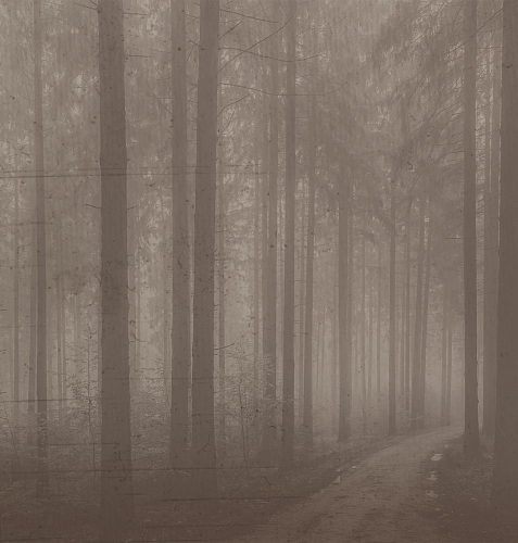 Night Forest behang